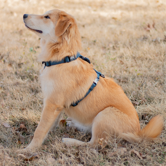 Contra Harness Gray